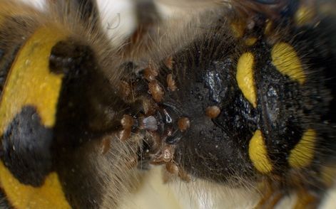 Mites infesting a german worker wasp - they may help control feral wasps.