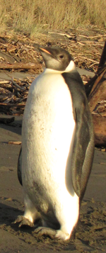 The emperor penguin turned up on a Kapiti Coast beach.