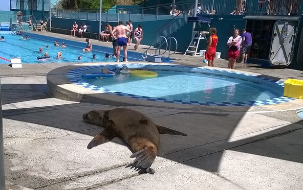 Visit of a New Zealand sea lion to Dunedin's St Clair Hot Salt Water Pool in mid-January 2015. The pool had to be evacuated when the sea lion got in!
