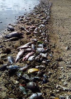 Dead fish washed up on Fiji's coral coast.