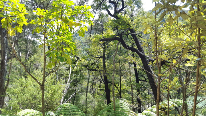 Abel Tasman native bush.