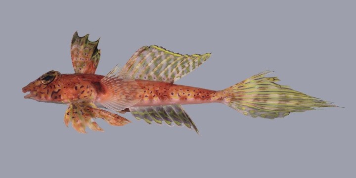 This colourful dragonet was one of three new species discovered during a recent survey of the Kermadec Islands.