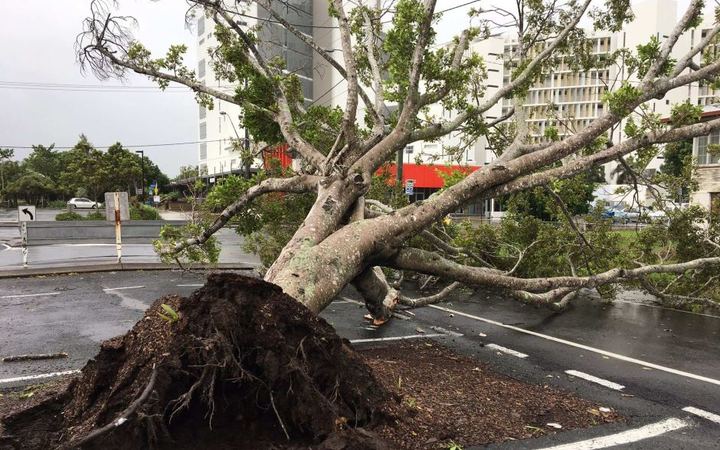 Wind and rain from Cyclone Debbie tore this tree from the ground in Mackay.