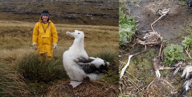 Alison ballance with a wandering albatross chick, and a chick that has died before fledging