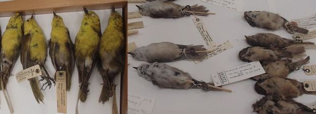 Museum specimens of mohua or yellowheads, whiteheads and brown creepers