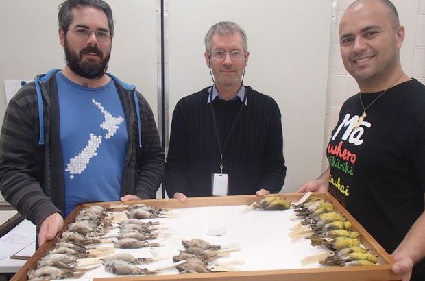 Michael Anderson, Luis Ortiz-Catedral and Brian Gill with museum  specimens from the new bird family Mohouidae
