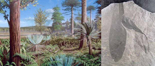 panorama fossil plants