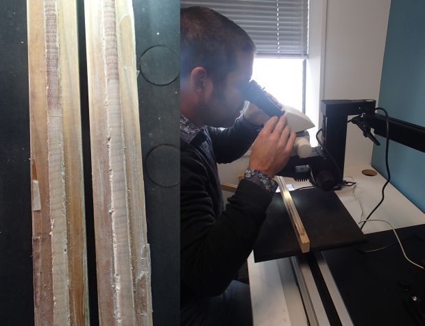 Kauri tree rings, and Andrew Laurie looking at tehm under a microscope