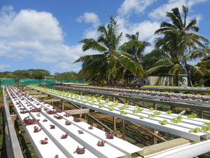 Hydroponic farming in Niue