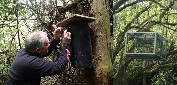 Richard Gray checking a kakariki in a nest box, and kakriki feeder hung up in a tree