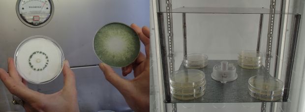 Trichoderma fungi growing on agar plates, and the experimental set-up that exposes all the plates to the same magnetic field