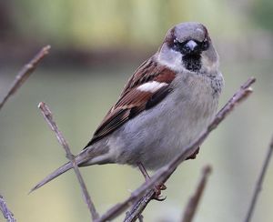 Sparrow by Ruben Undheim