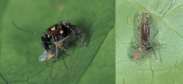 'Mosquito terminator' jumping spider with a mosquito that it has just caught - ithe spider has 8 eyes in total
