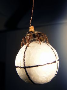 A jumping spider having its vision tested hangs suspended as it hold a small polystyrene ball