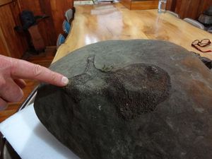 A large concretion found in the Maungataniwha forest, including a fossil bone