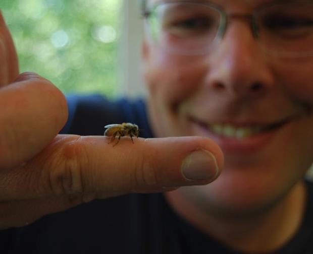 University of Otago geneticist peter dearden and bee