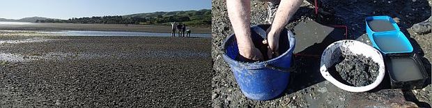 Counting cockles in Pauatahanui Inlet