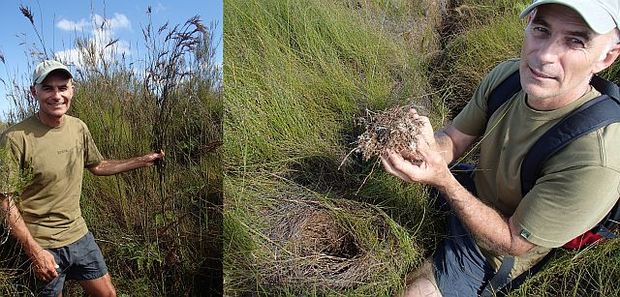 David Campbell with tall bamboo rush Sporodanthus and showing the mass of roots undernath a thick litter of jointed wire rush
