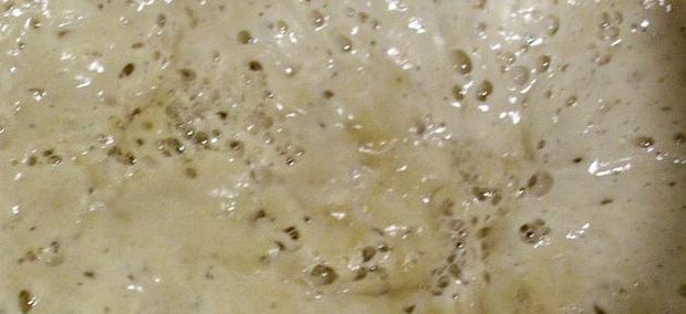 A sourdough starter fermenting