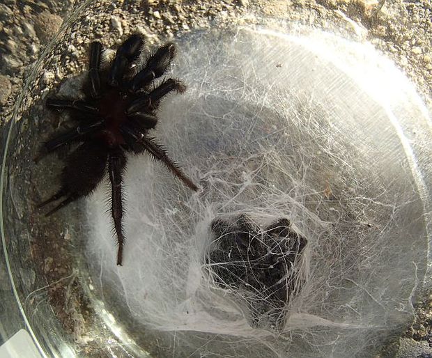 Balcjk tunnelweb spider with web, and another dead tunnelweb spider wrapped in silk