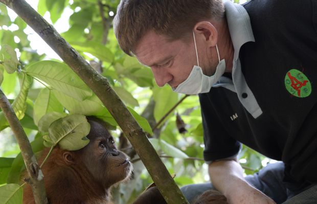 Ian Singleton with orangutan