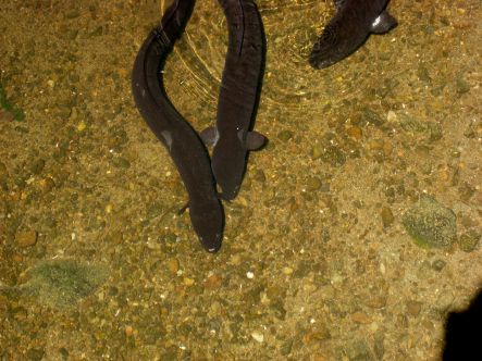Female Long Fin Eels