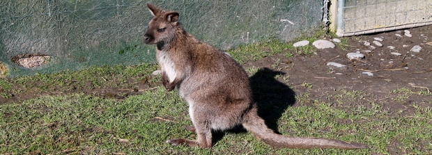 ecan wallaby
