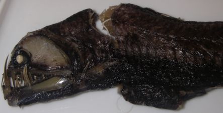 A viper fish found in the deep sea