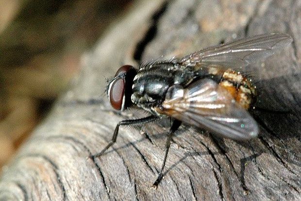 Housefly Musca domestica CC BY SA James Lindsey