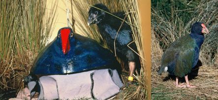 Takahe chick with fibreglass model 'mum' and adult takahe.