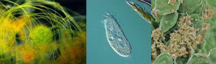 Algae, ciliate, and bacteria in biofilm