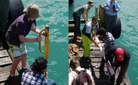 Geology summer school students collecting a sediment core from the Petone Wharf