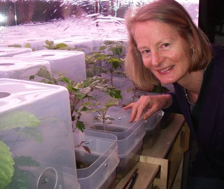 Anne Tomlinson with puriri seedlings growing in micrococms in her garage