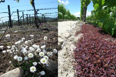 Anaphaloides bellioides and native bidibids planted under grape vines