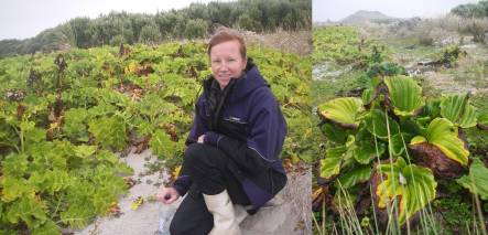 Bridget Bibb with sow thistle plantings, and Chatham Island forget-me-nots