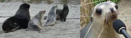 Sea lions on the Otago Peninsula - the two pale females had satellite tags glued on their back, and a curious pup checks out the producer's microphone