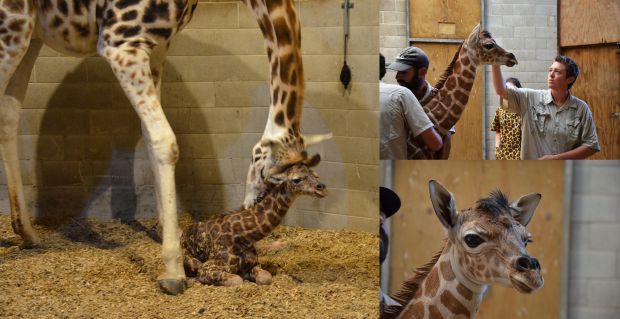 Baby giraffe at Auckland Zoo