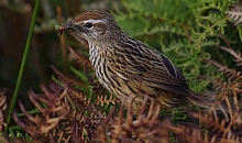 South Island fernbird