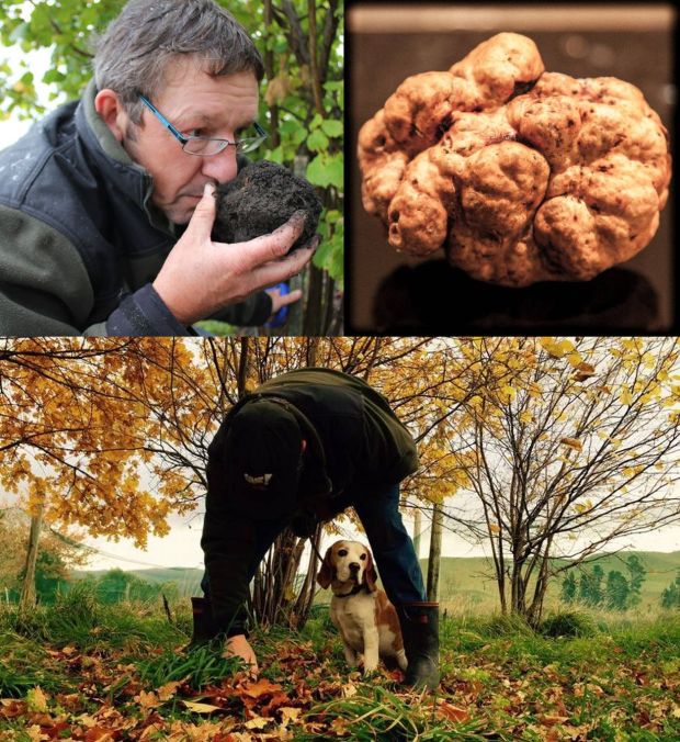 Gareth Renowden and truffles