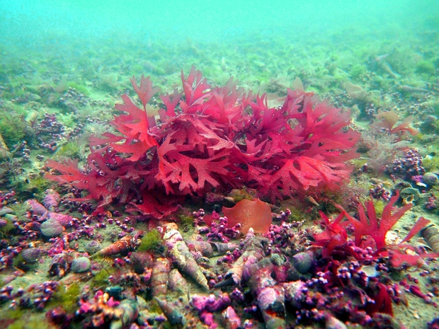 Rhodoliths on the Marlborough Sounds Seabed - photo by Davidson Environmental