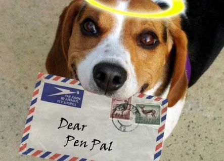 Dog holding a letter in it's mouth.