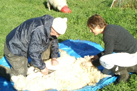 Shearing Arahi