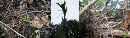 Damage caused by Cyclone Bune to nikau palms and pohutukawa trees