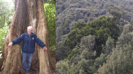 John Dawson and northern rata trees