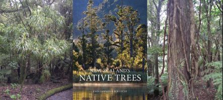 Dracophyllum tree, book cover and woody vines