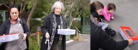 Baby tuatara beign returned to Zealandia Sanctuary