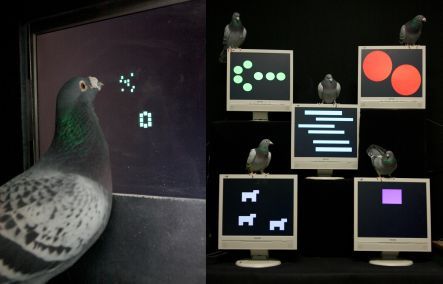 Smart pigeons using a touch screen to identify numerical values