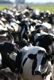 Dairy farming corporate ownership