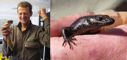 Pete McMurtrie with a dead stoat, and a Fiordland skink