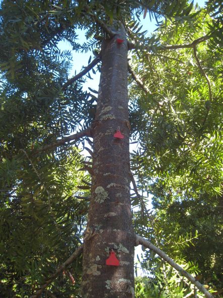 A Hard Nut to Crack May Markers showing Kauri growth small